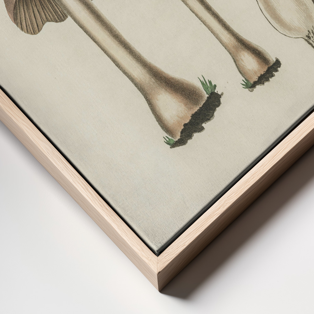Stampe su tela - Agaricus Bulbosus Illustration. Medical Botany 1836 primo piano della cornice - cornice naturale