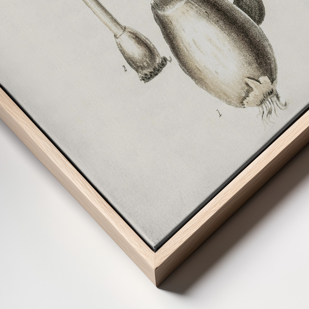 Stampe su tela - Amanita Muscaria Illustration. Medical Botany 1836 primo piano della cornice - cornice naturale