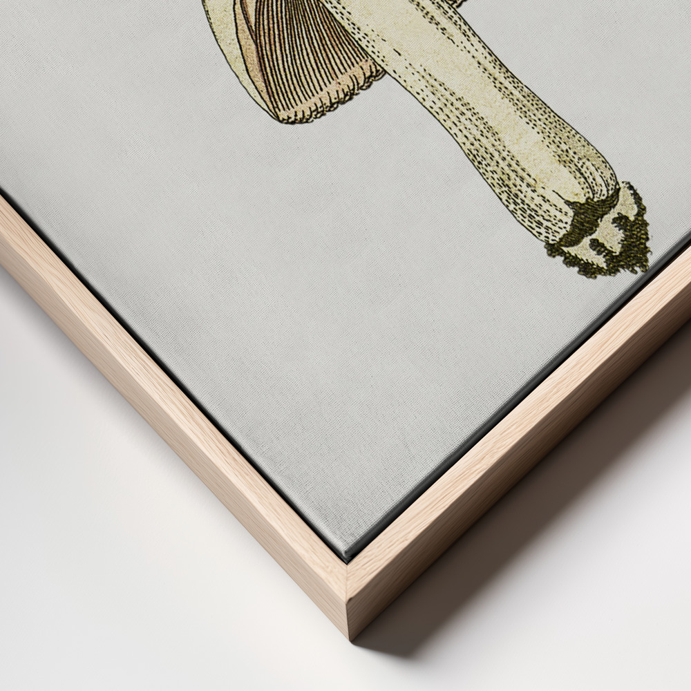 Canvas print - Hand Drawn Field Mushroom Gray frame close up - natural frame