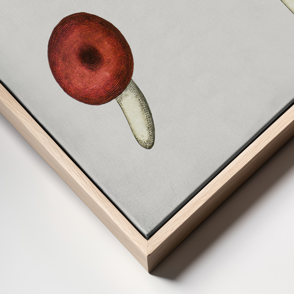 Canvas print - Hand Drawn Galerina Mushroom frame close up - natural frame
