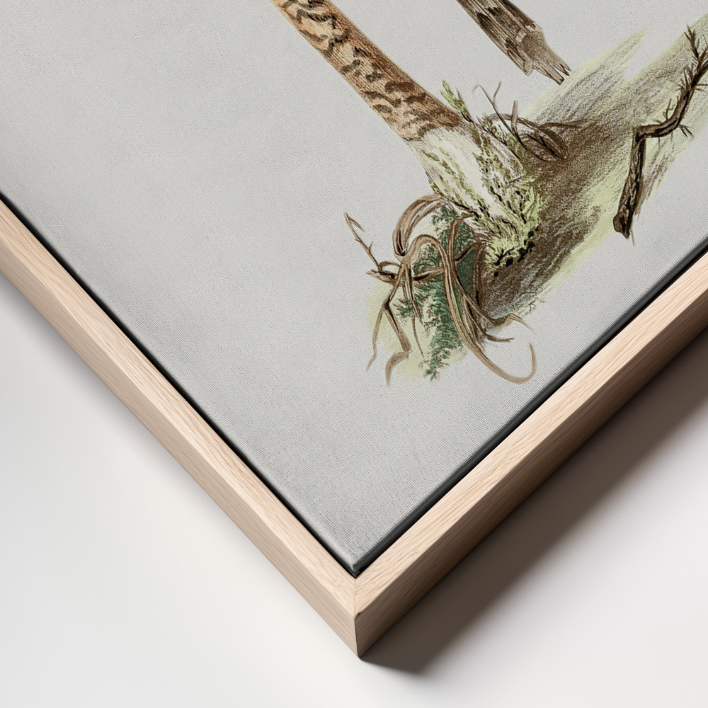 Canvas print - Hand Drawn Parasol Mushroom frame close up - natural frame