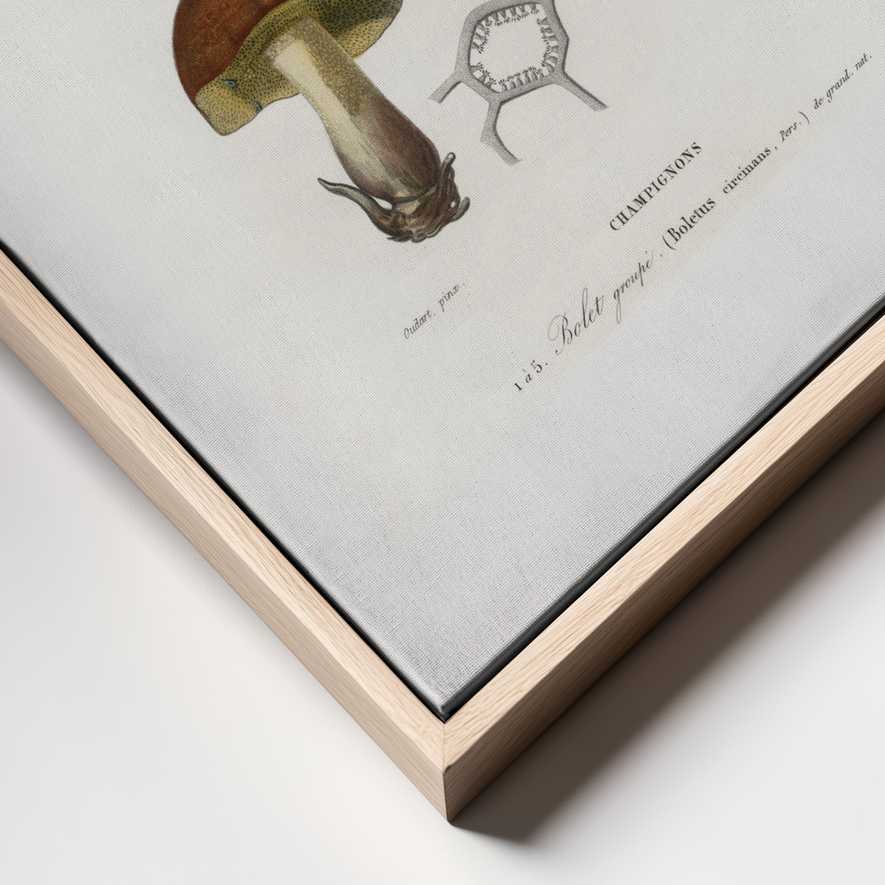 Canvas print - Mushroom (boletus Circinans) frame close up - natural frame