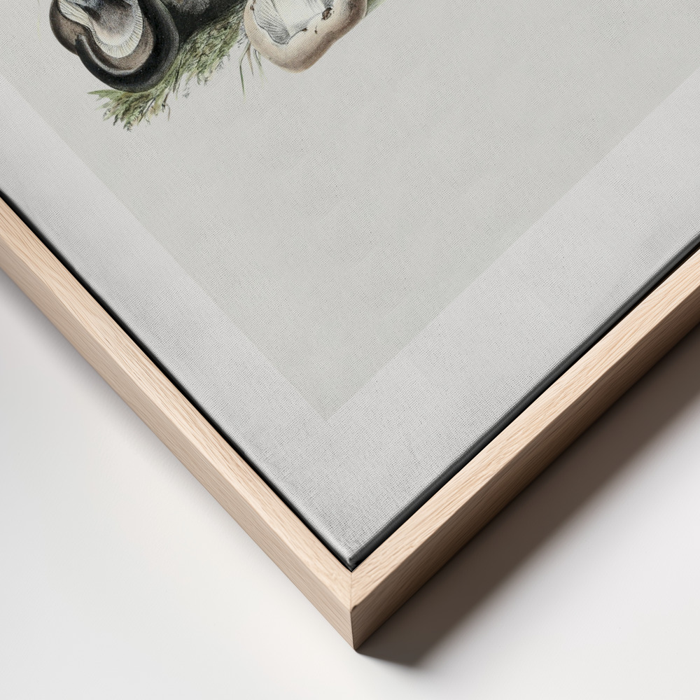 Canvas print - Vintage Agaricus Augustus Mushroom 50x70 frame close up - natural frame