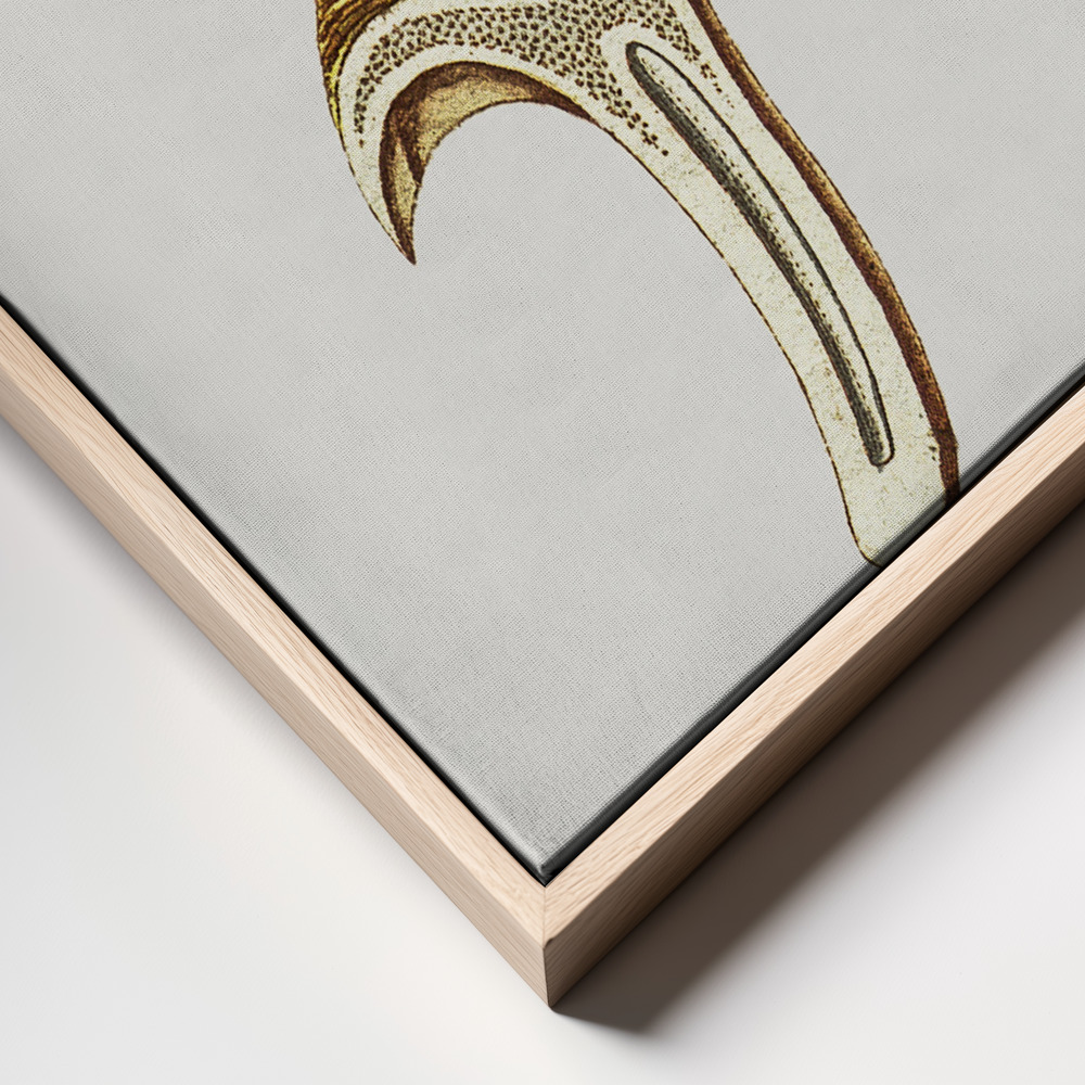 Canvas print - Vintage Chanterelles Edible Mushroom frame close up - natural frame