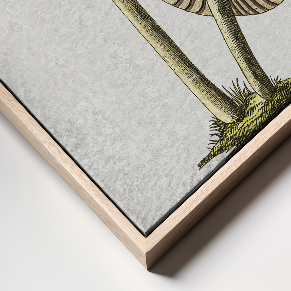 Canvas print - Vintage Inky Cap Edible Mushroom frame close up - natural frame