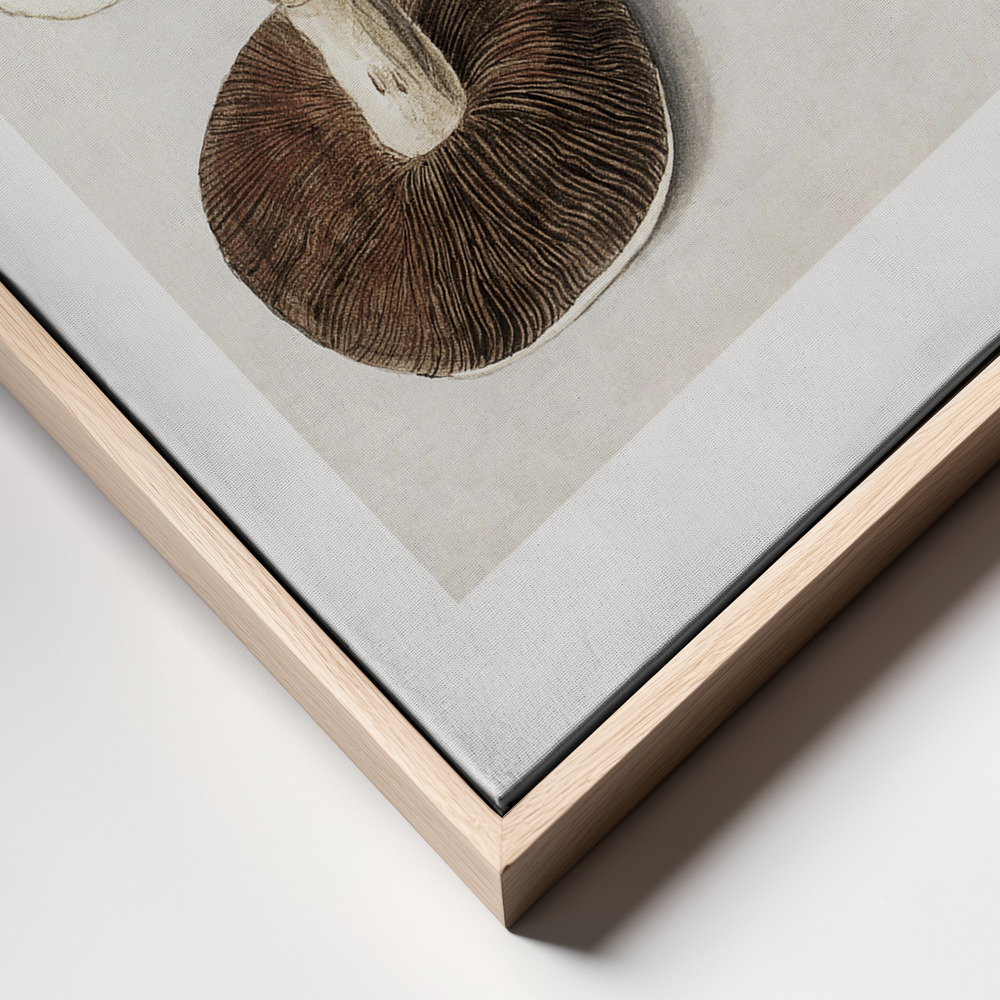 Canvas print - Common Meadow Mushroom, Agaricus Campestris Standing frame close up - natural frame