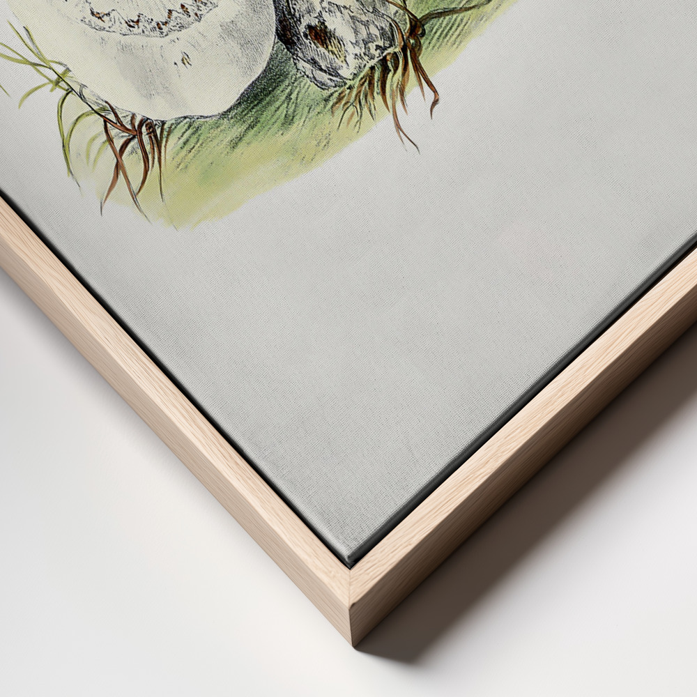 Canvas print - Hand Drawn Horse Mushroom Standing frame close up - natural frame