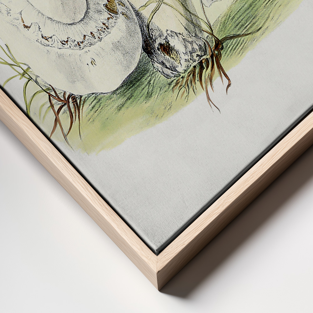 Canvas print - Hand Drawn Horse Mushroom frame close up - natural frame