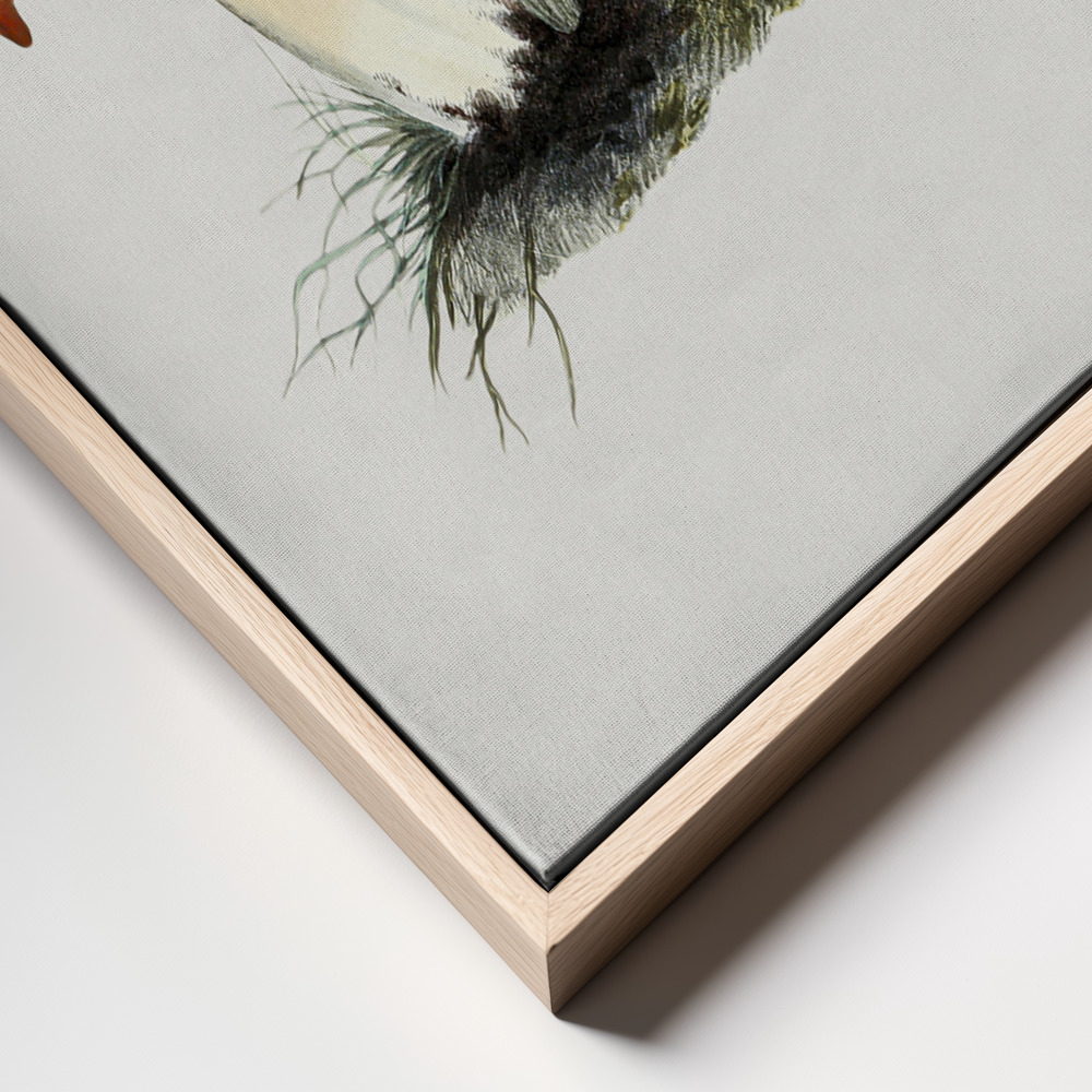 Canvas print - Hand Drawn Rufous Milkcap Mushroom frame close up - natural frame