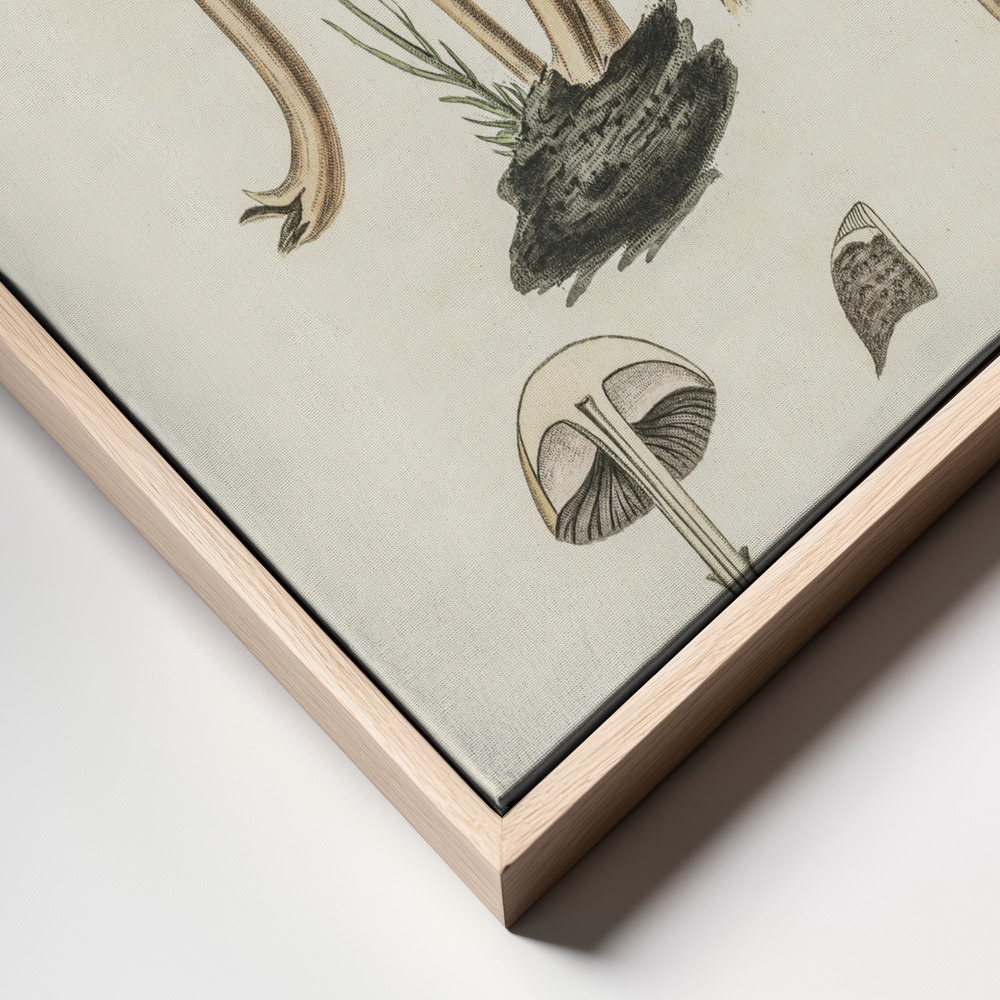 Stampe su tela - Agaricus Semiglobatus primo piano della cornice - cornice naturale