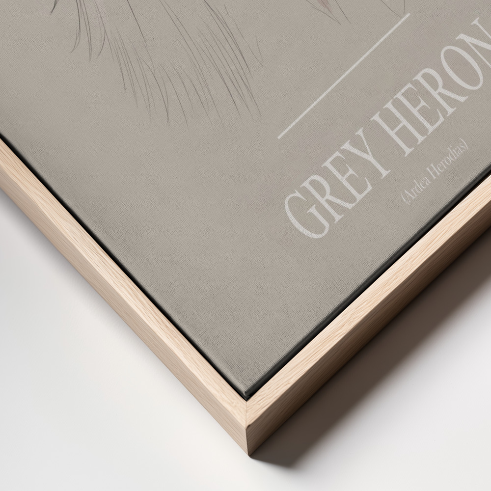 Canvas schilderi - Grey Heron frame close up