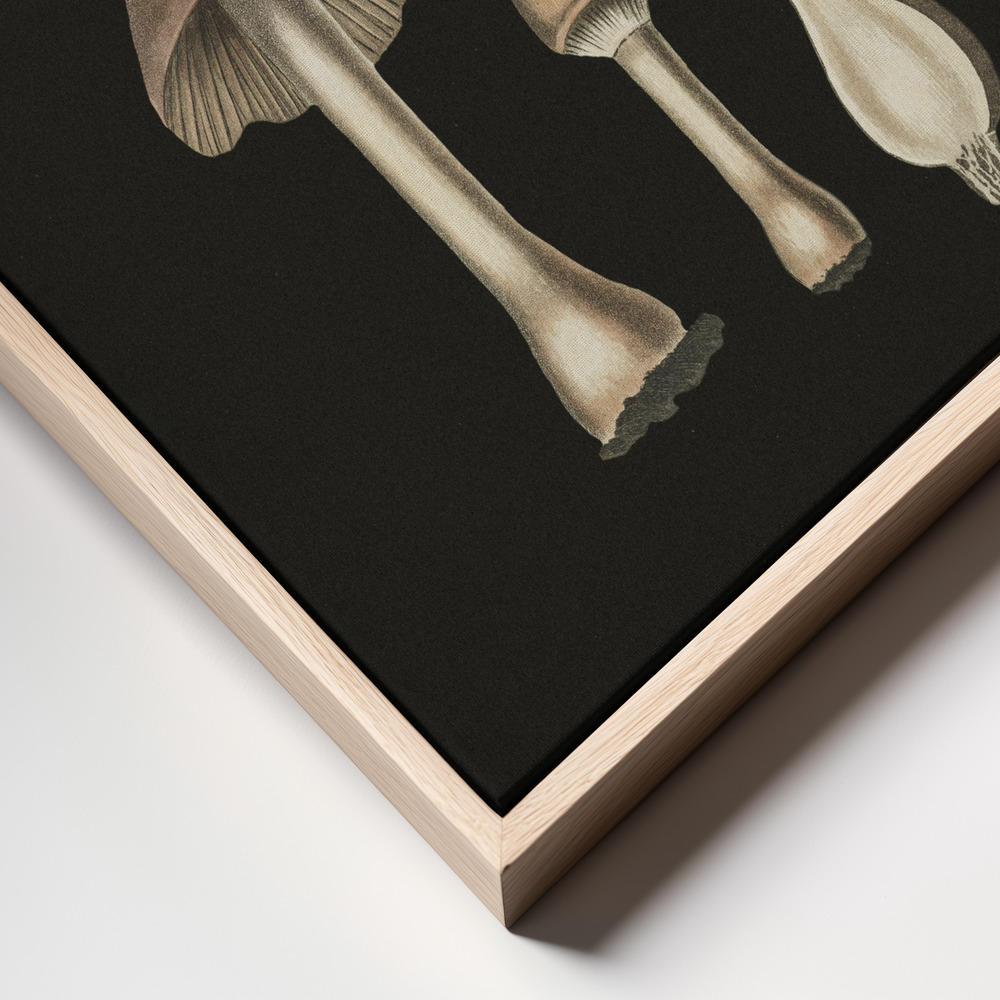 Stampe su tela - Agaricus Bulbosus Dark Background primo piano della cornice - cornice naturale