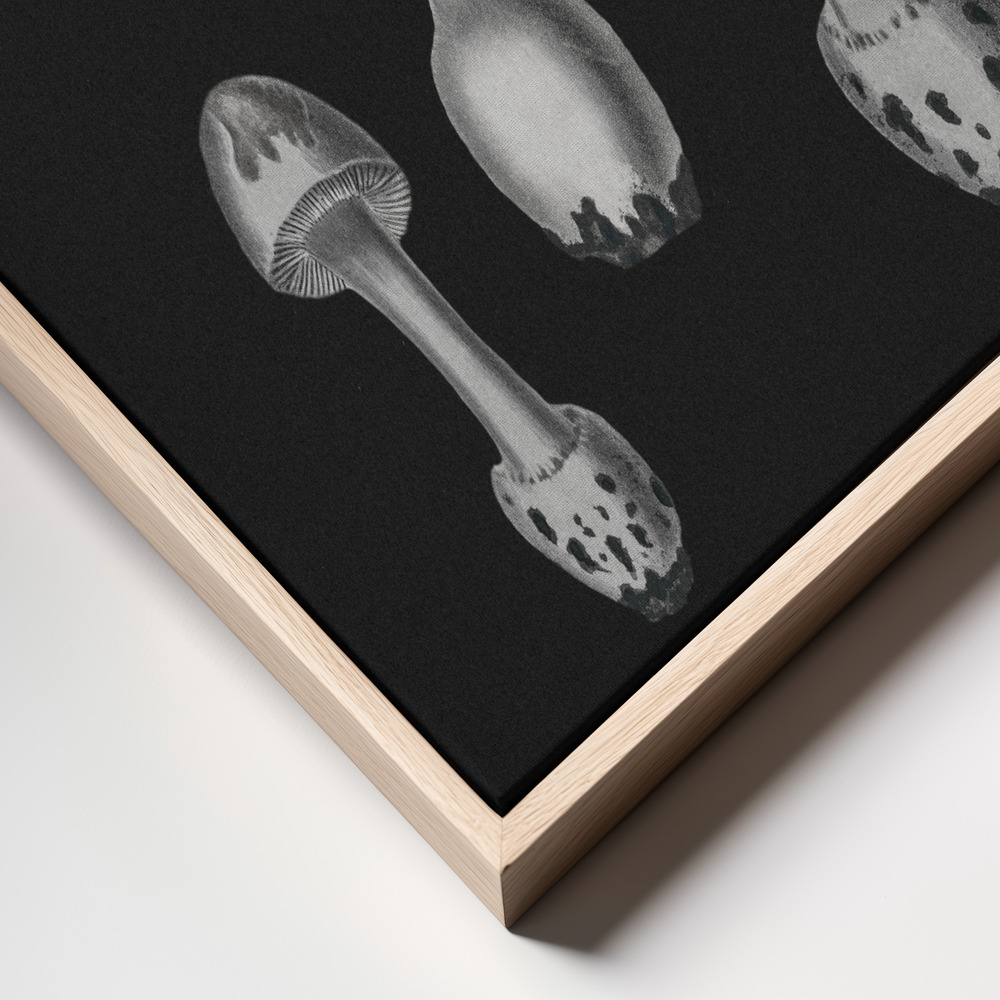 Stampe su tela - Amanita Muscaria Black Backgound BW primo piano della cornice - cornice naturale