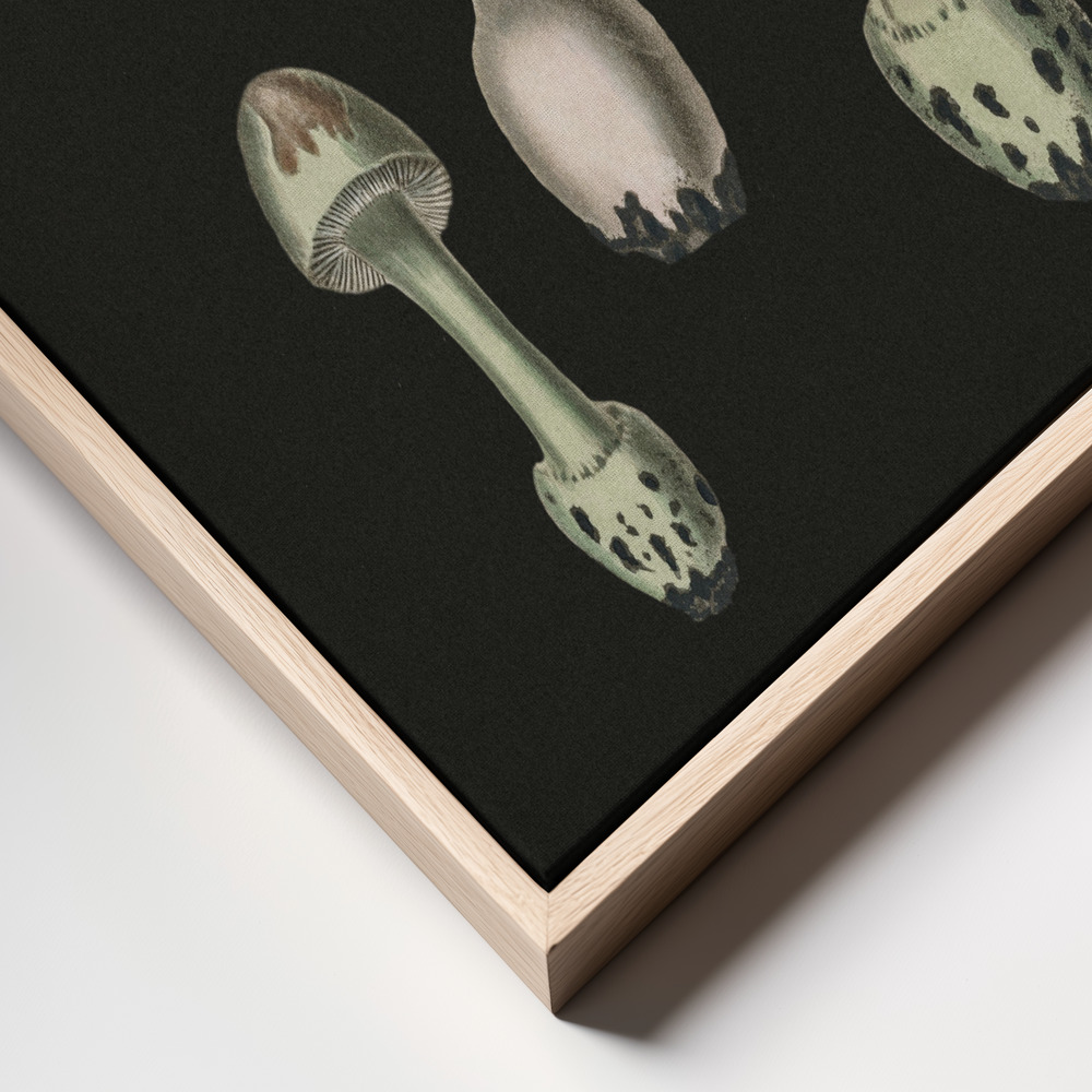 Stampe su tela - Amanita Muscaria Dark Background primo piano della cornice - cornice naturale