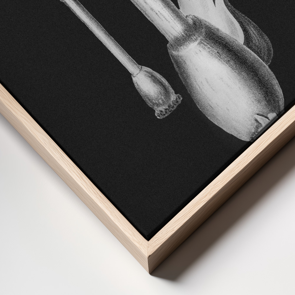 Stampe su tela - Amanita Muscaria Dark Background BW primo piano della cornice - cornice naturale