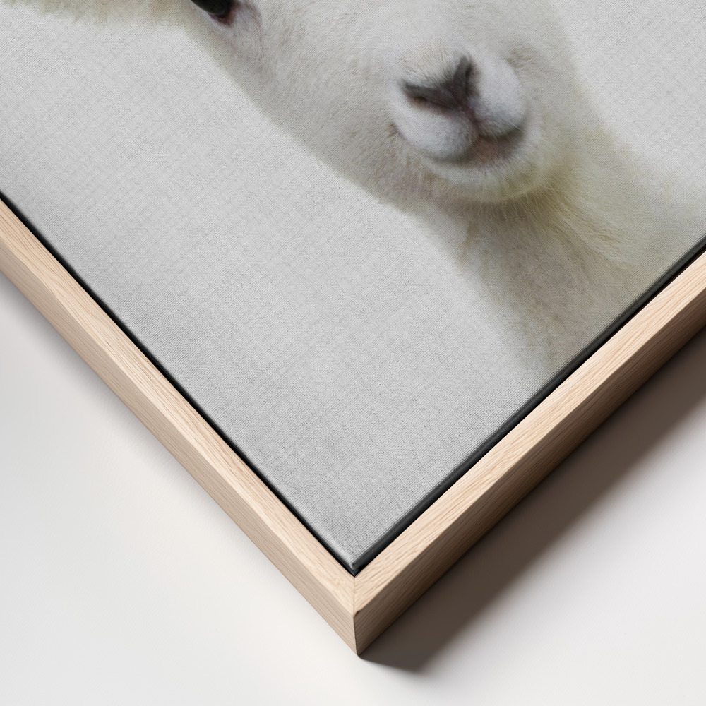 Canvas print - Peekaboo Baby Sheep frame close up