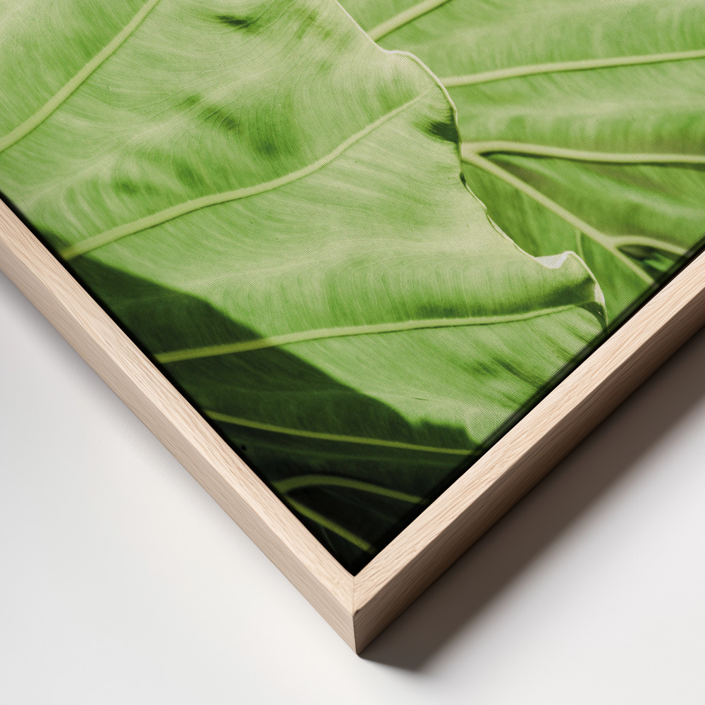 Canvas print - Elephants Ears frame close up