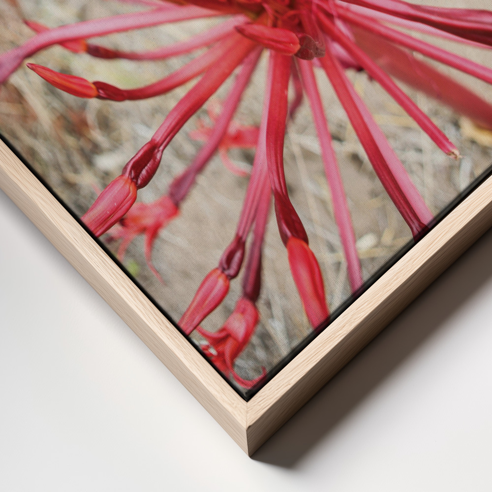 Canvas print - Feinbos frame close up