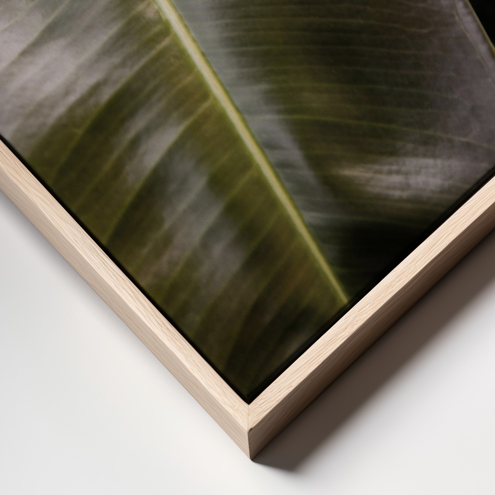 Canvas print - Ficus Bubu frame close up