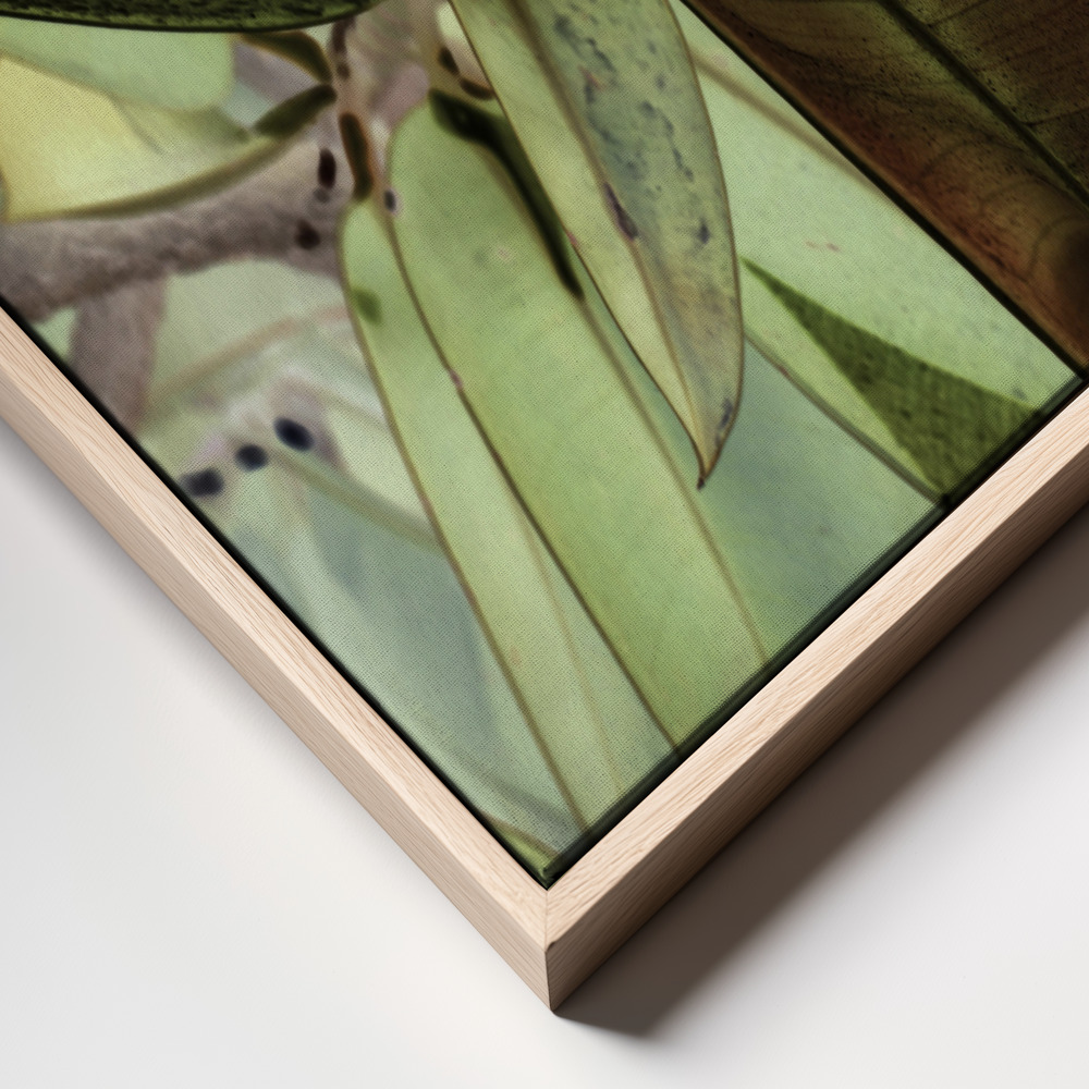 Canvas schilderi - Ficus Elastica frame close up - natuurlijk frame