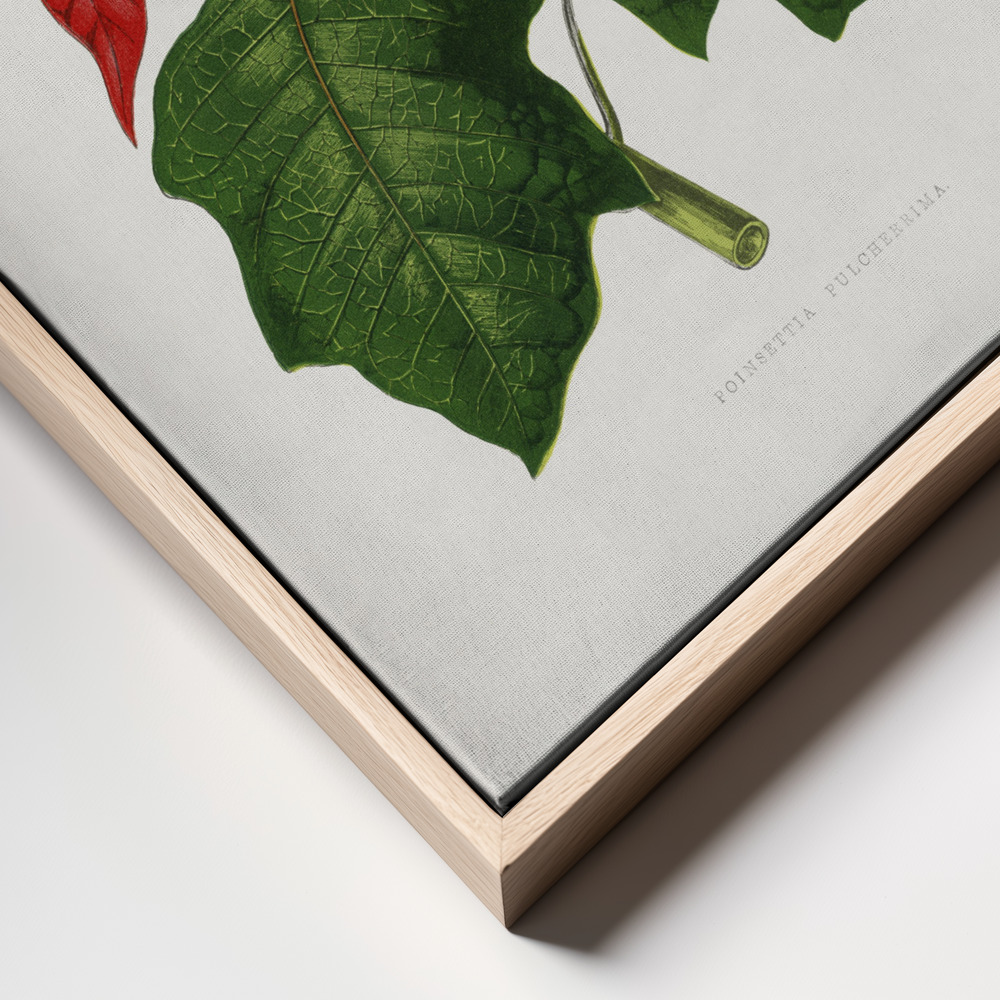 Canvas print - Poinsettia Pulcherrima Leaf Illustration frame close up