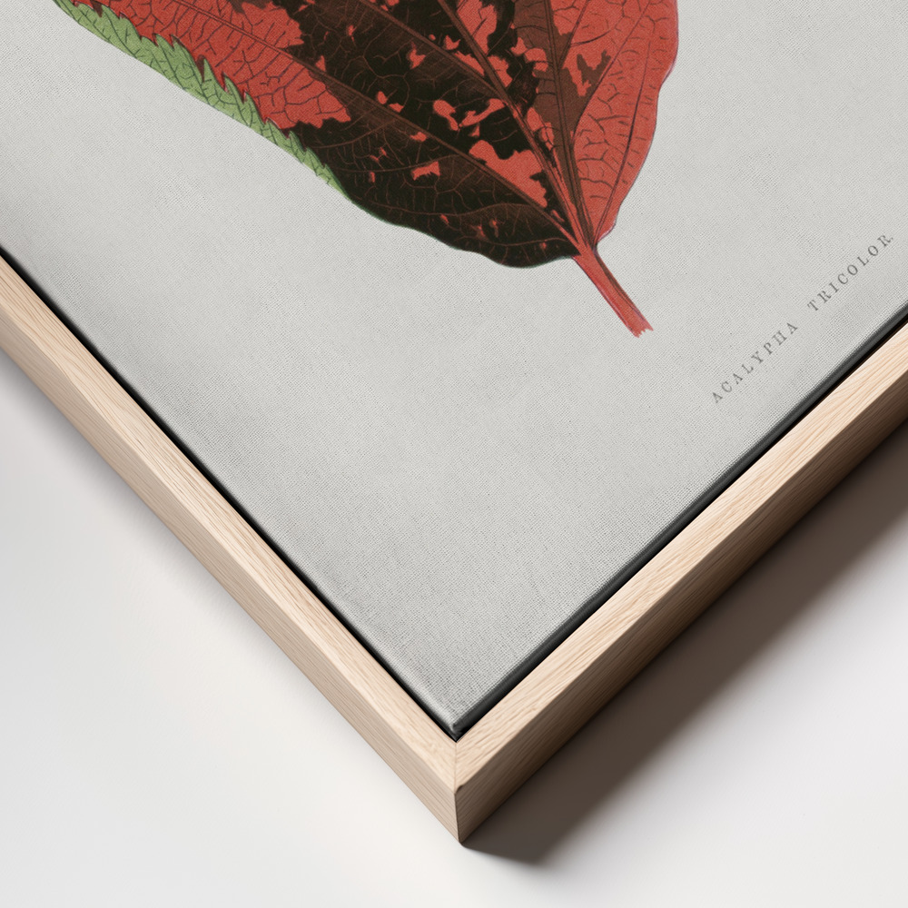 Canvas print - Acalypha Tricolor Leaf Illustration frame close up