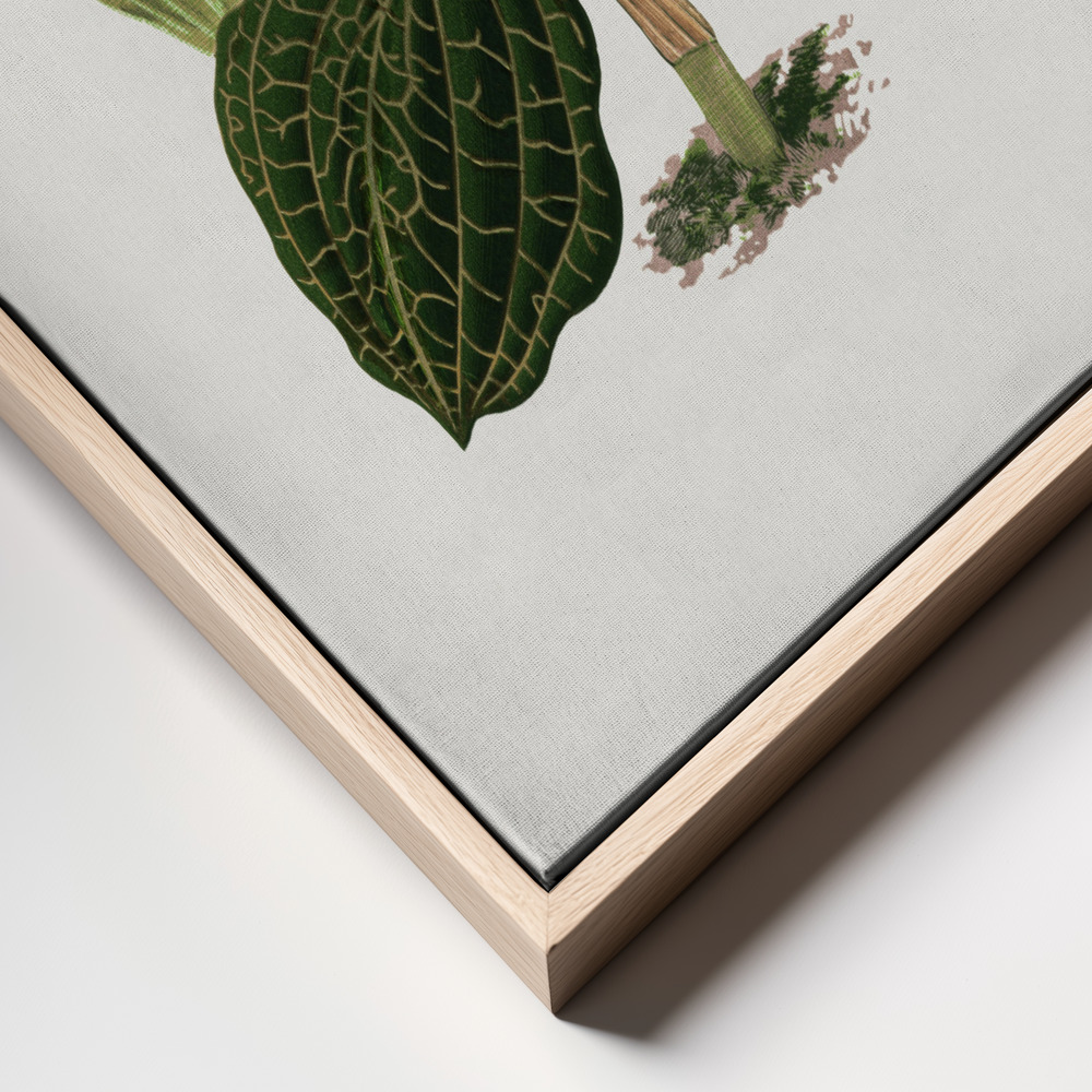 Canvas print - Green Anoechtochilus Setaceus Leaf Illustration frame close up