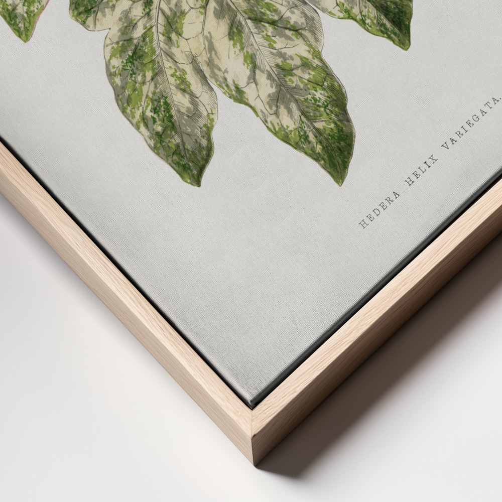 Canvas print - Green Leaf Illustration frame close up