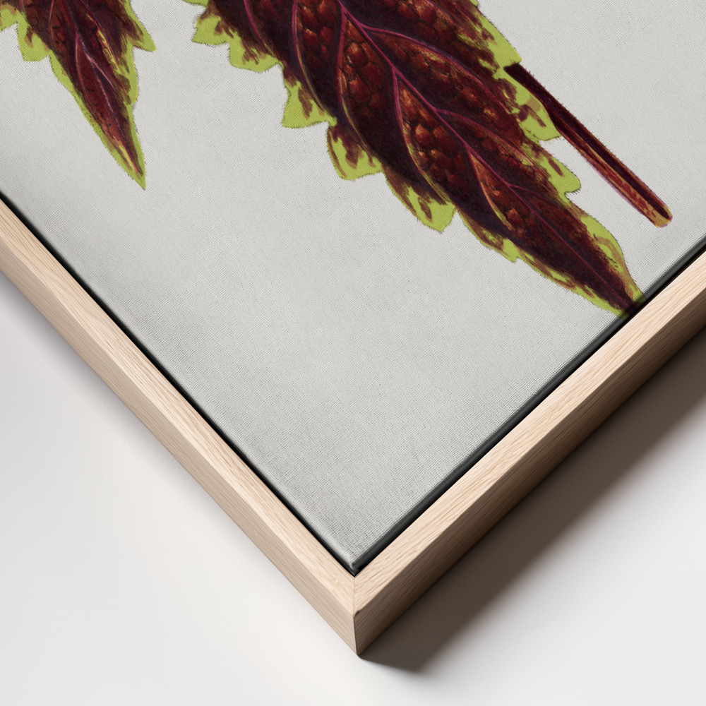 Canvas print - Pink Coleus Leaf Illustration frame close up