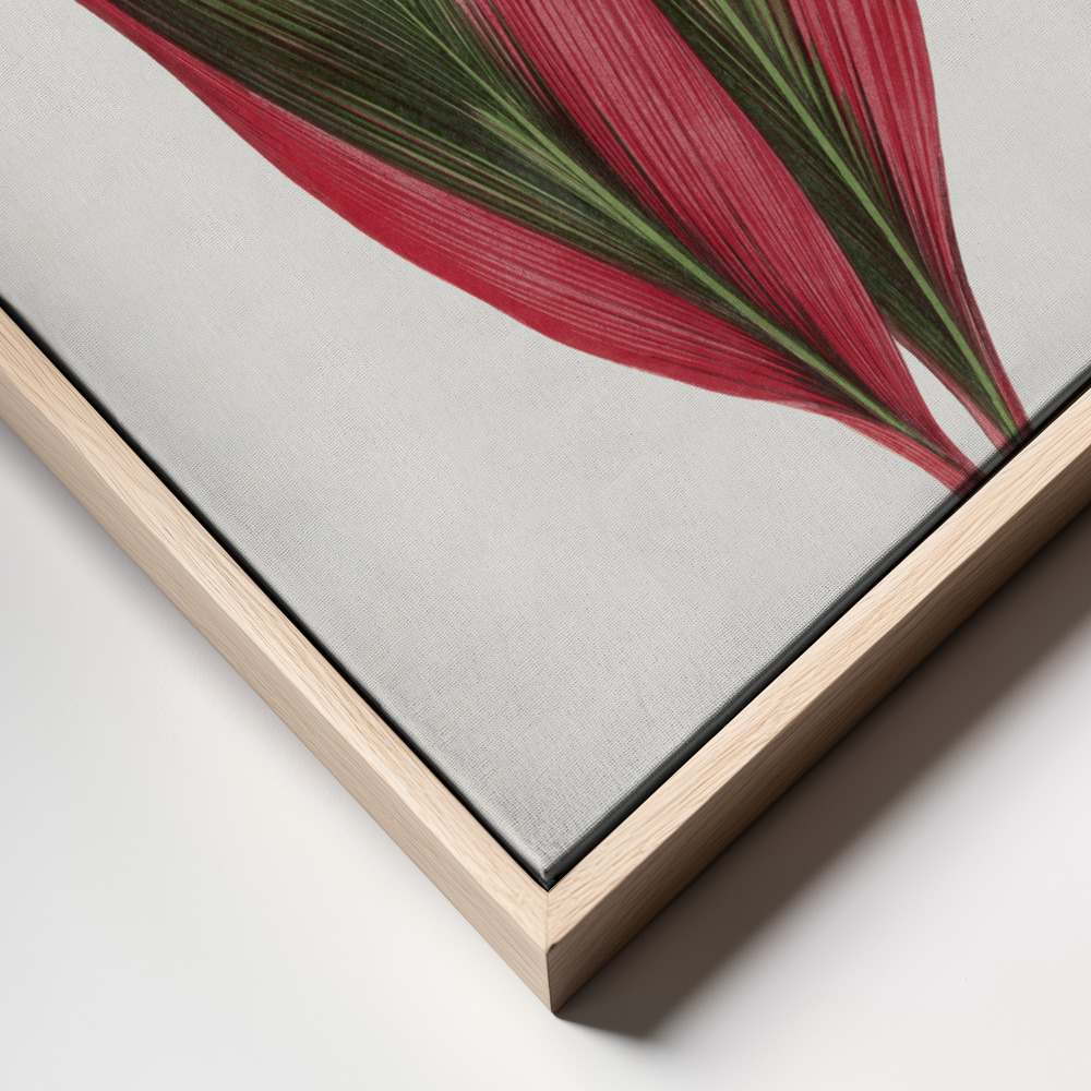 Canvas print - Pink Dracaena Terminalis Leaf Illustration frame close up