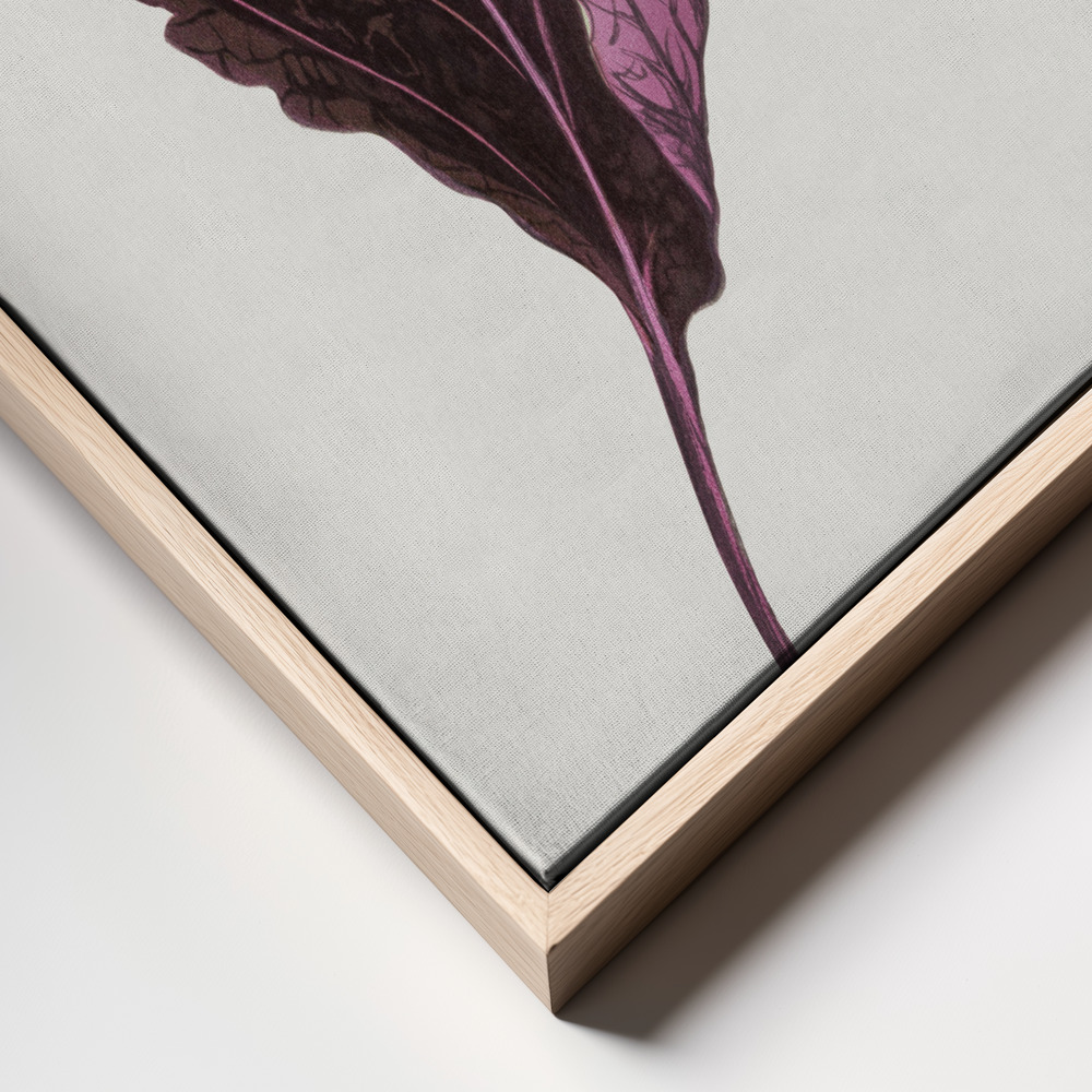 Obraz na płótnie - Pink Perilla Nankinensis Leaf Illustration ramka z bliska - naturalna ramka