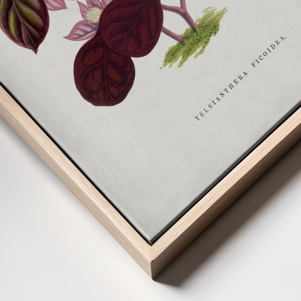 Obraz na płótnie - Pink Teleianthera Ficoidea Leaf Illustration ramka z bliska - naturalna ramka