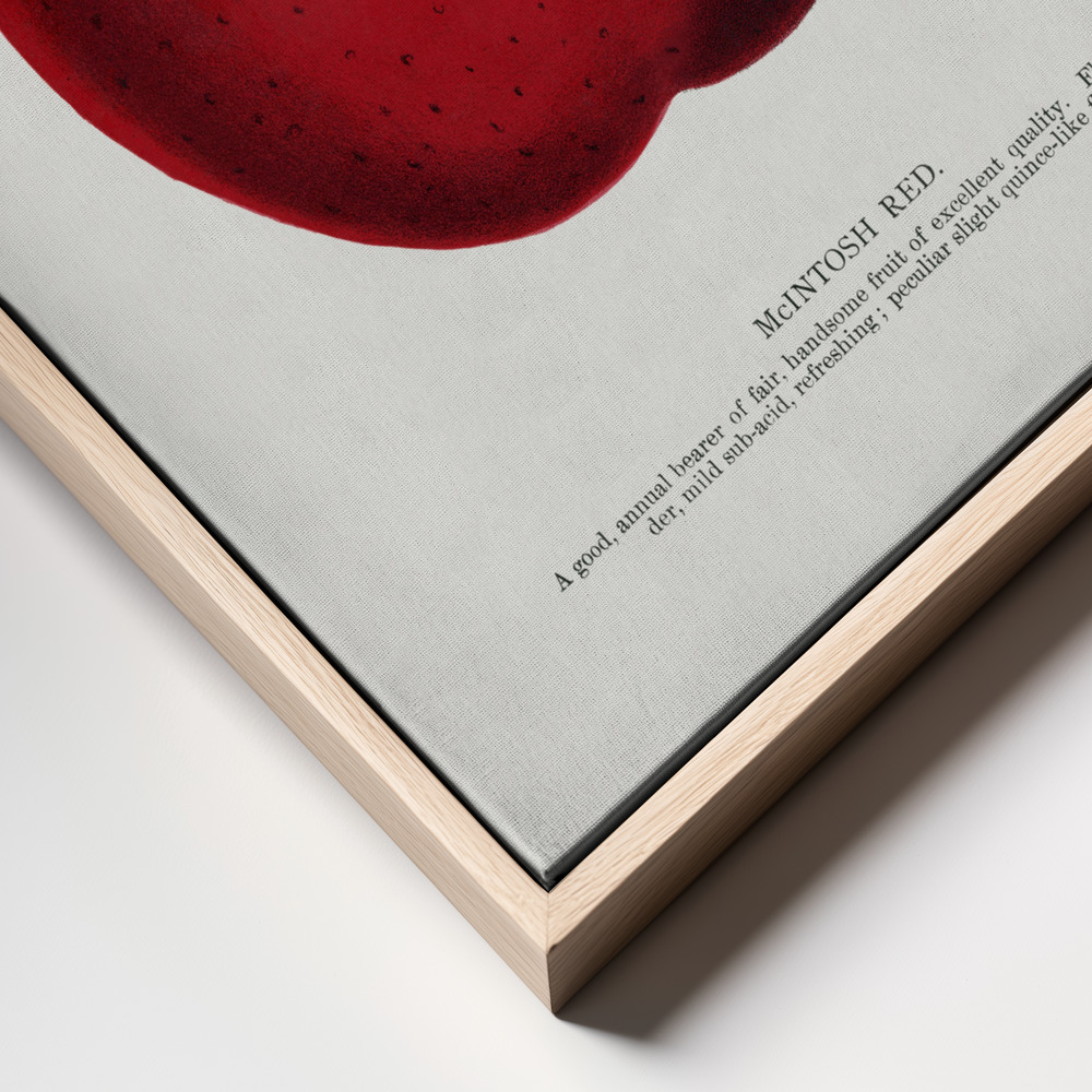 Obraz na płótnie - Mcintosh Red Apple Lithograph ramka z bliska - naturalna ramka
