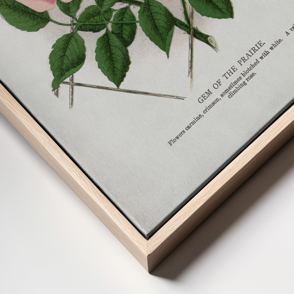 Canvas print - Pink Rose, Gem of the Prairie Lithograph frame close up