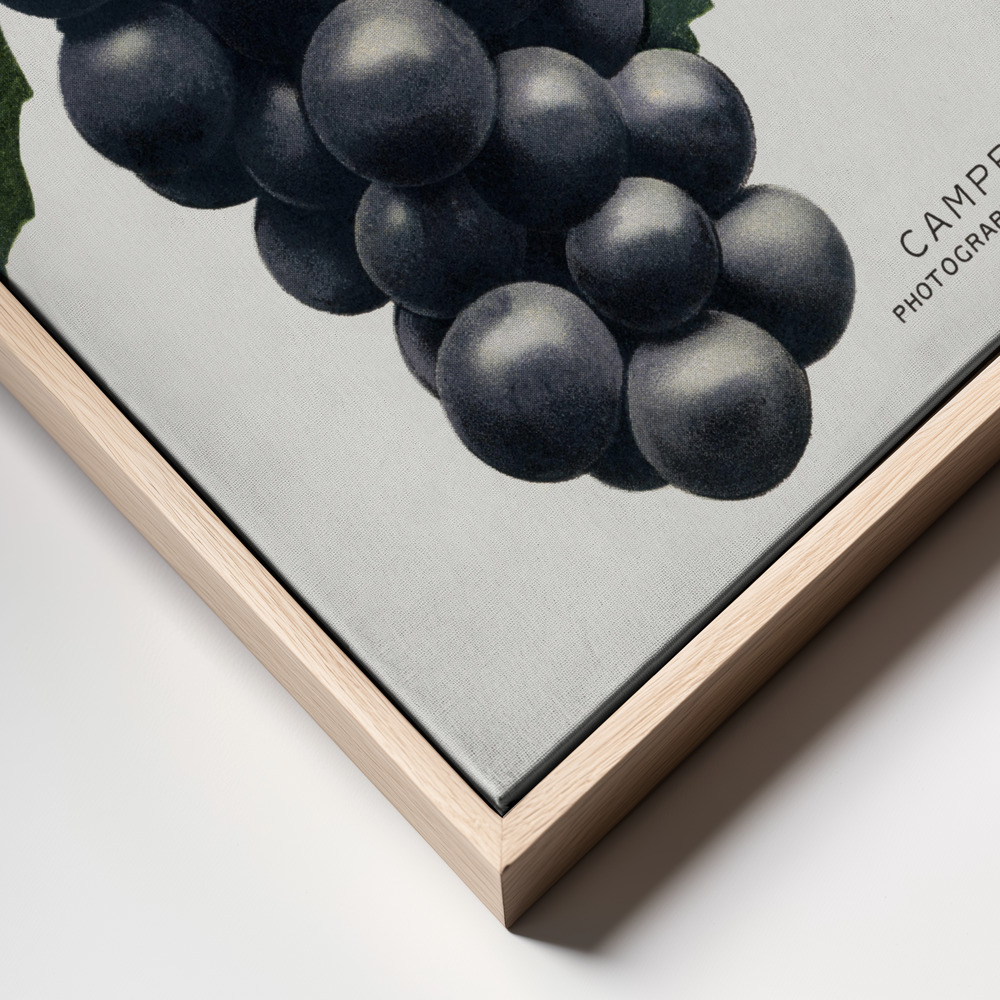 Canvas print - Campbell's Early Grape Lithograph frame close up