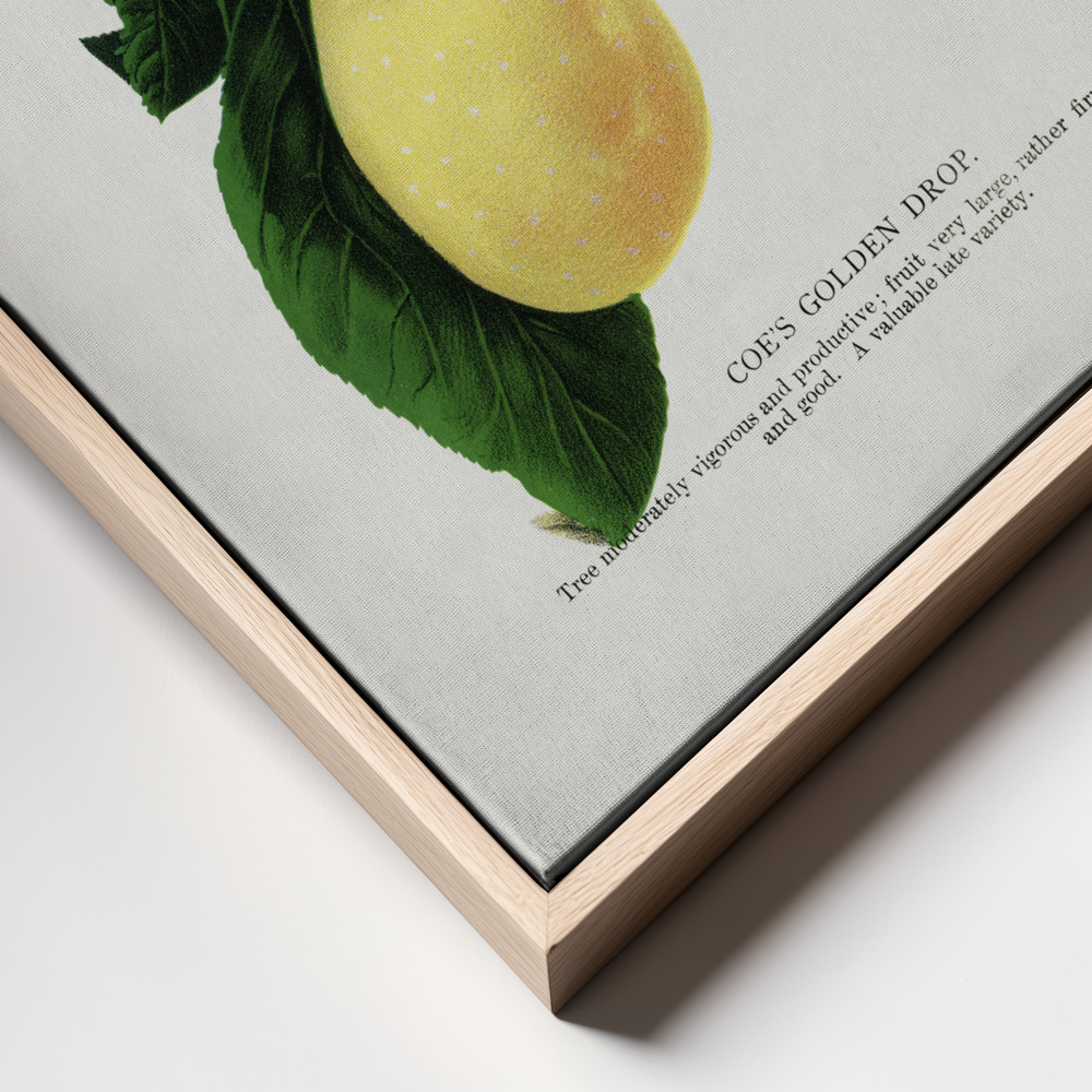 Canvas print - Coe's Golden Drop Plum Lithograph frame close up
