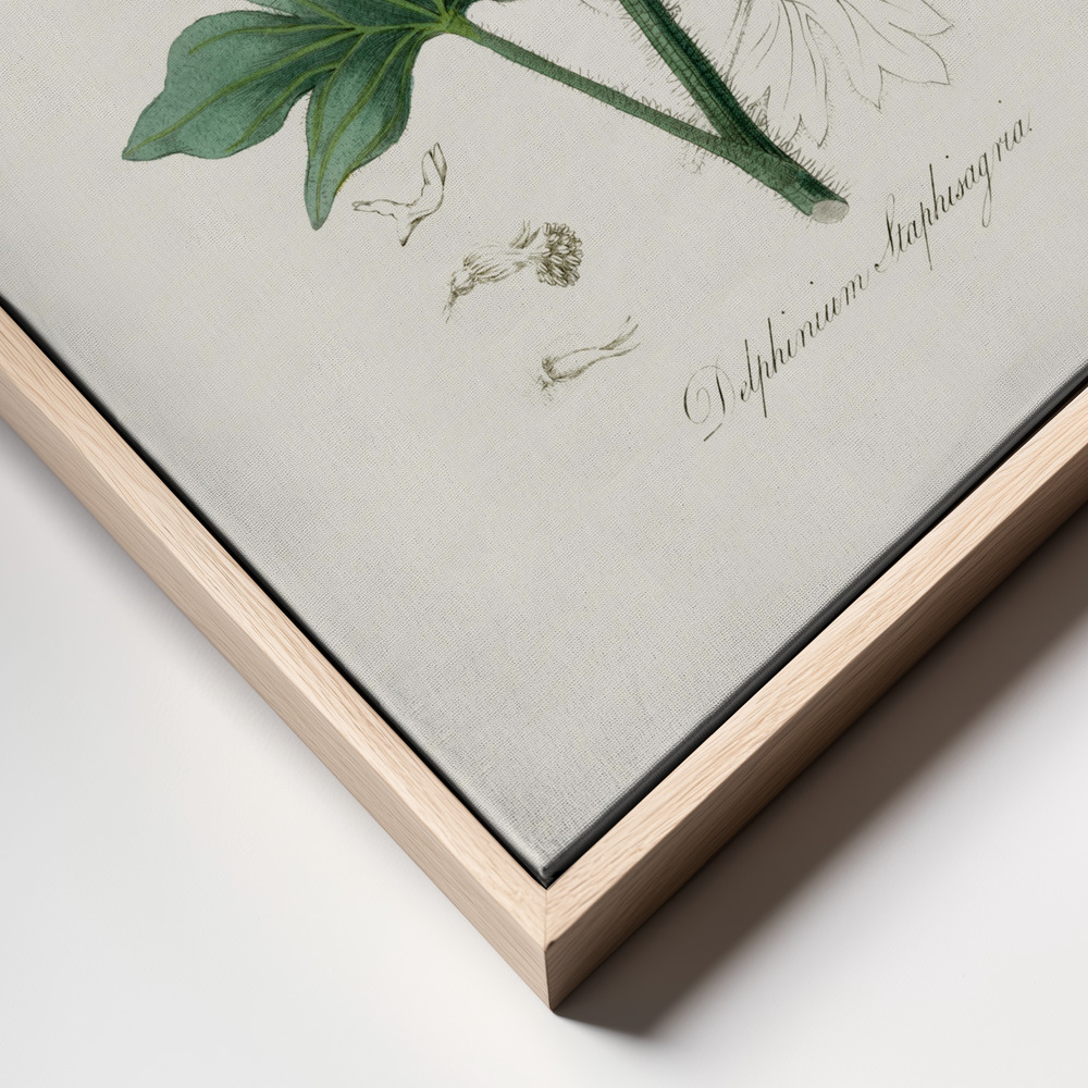 Canvas print - Delphinum Staphisagria Medical Botany frame close up