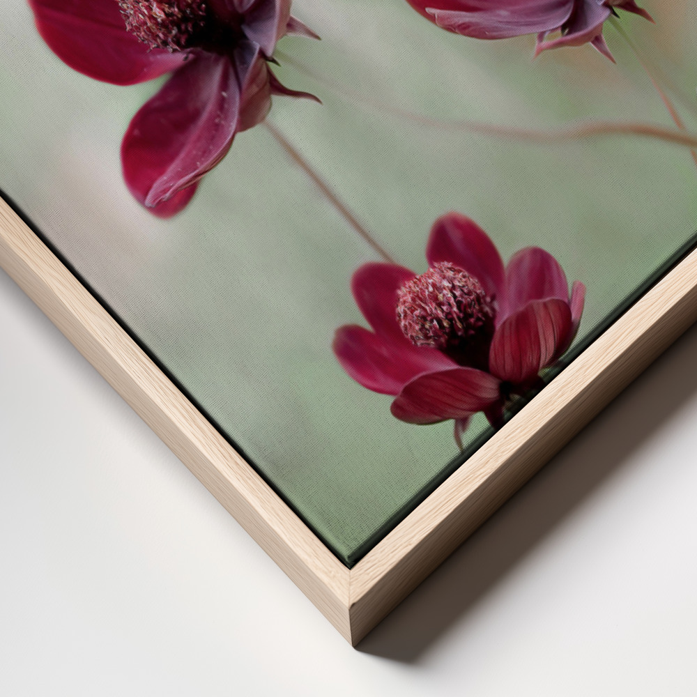 Canvas schilderi - Cosmos sway frame close up - natuurlijk frame