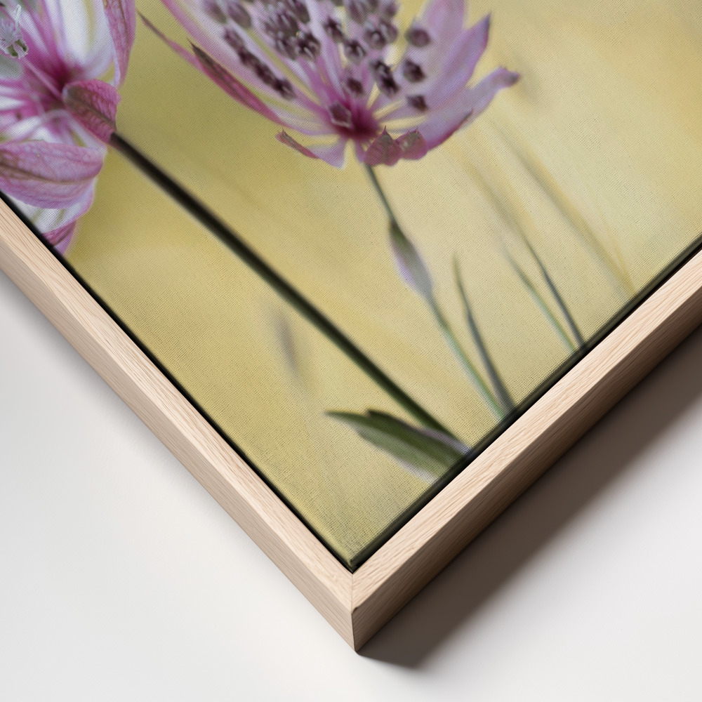 Canvas schilderi - Astrantia Major frame close up - natuurlijk frame