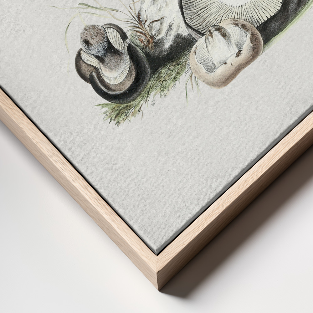Canvas print - Vintage Agaricus Augustus Mushroom frame close up - natural frame
