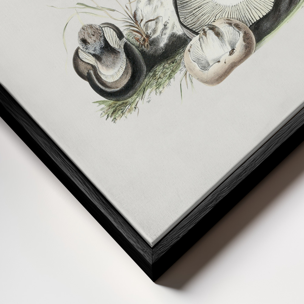 Canvas print - Vintage Agaricus Augustus Mushroom frame close up - black frame