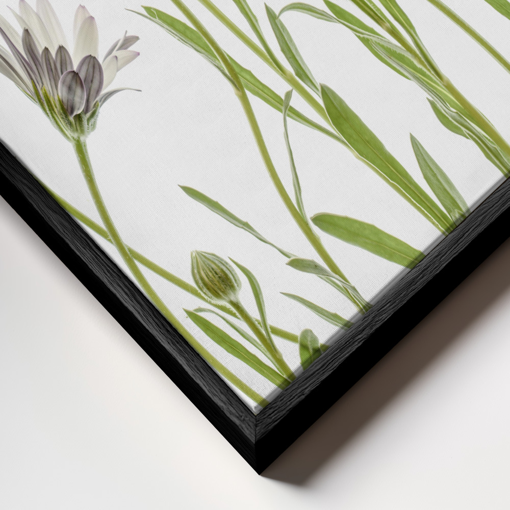 Canvas schilderi - Cape Daisies frame close-up - zwart frame