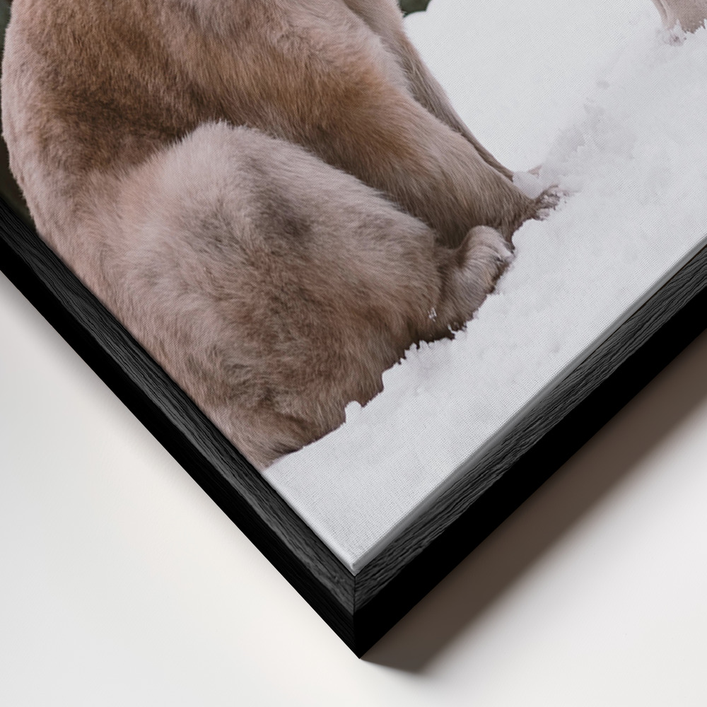 Canvas schilderi - The sitting bear frame close-up - zwart frame