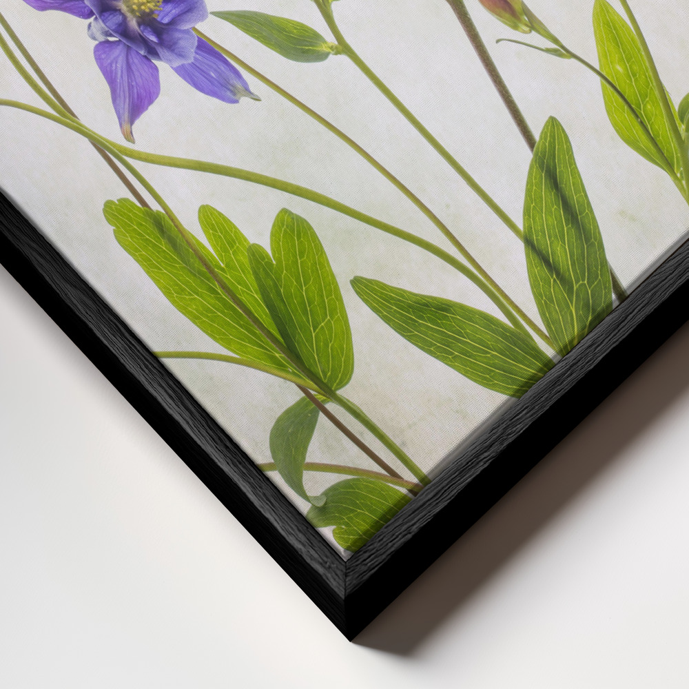 Toile - Columbine cadre en gros plan - cadre noir