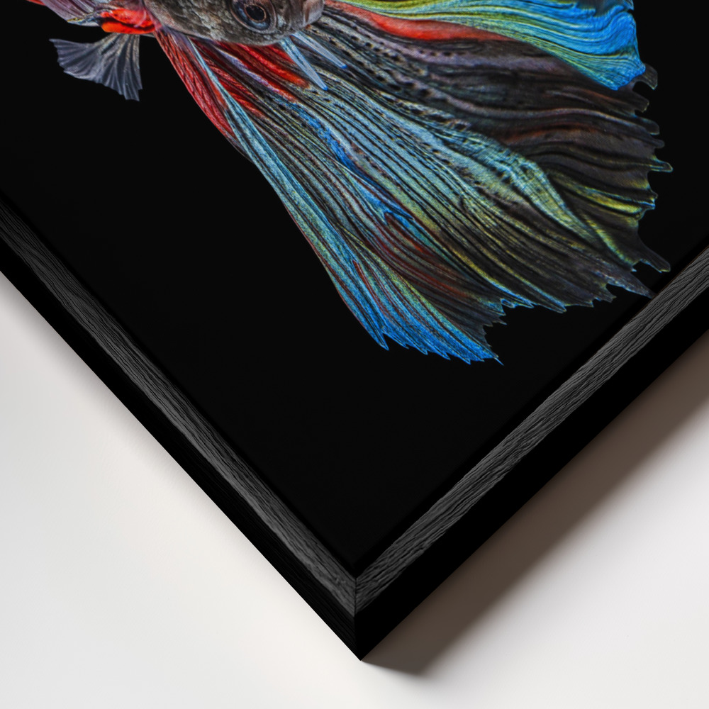 Canvas taulu - The  Betta Fish kehys lähikuvassa - musta kehys