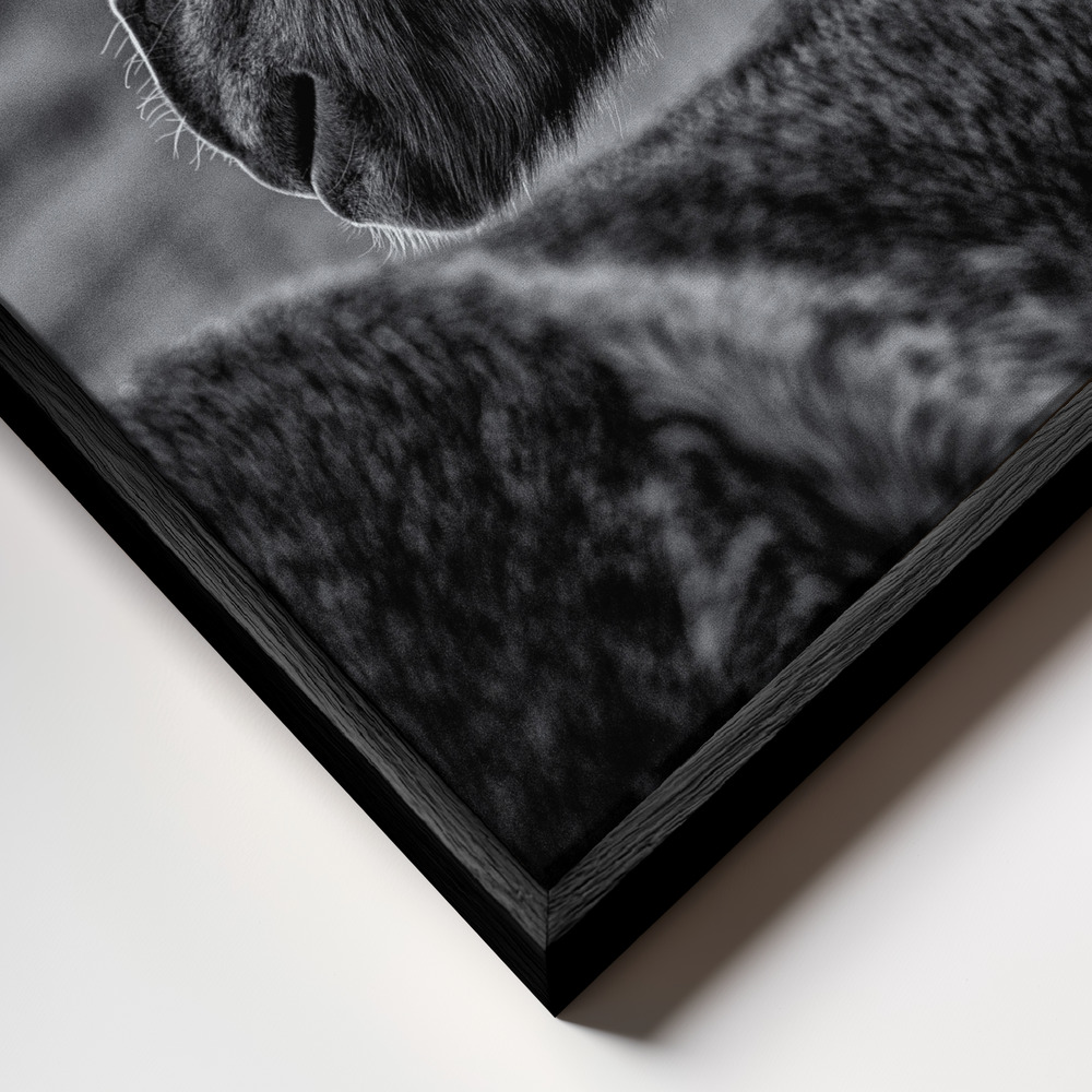 Canvas taulu - Glance Back kehys lähikuvassa - musta kehys