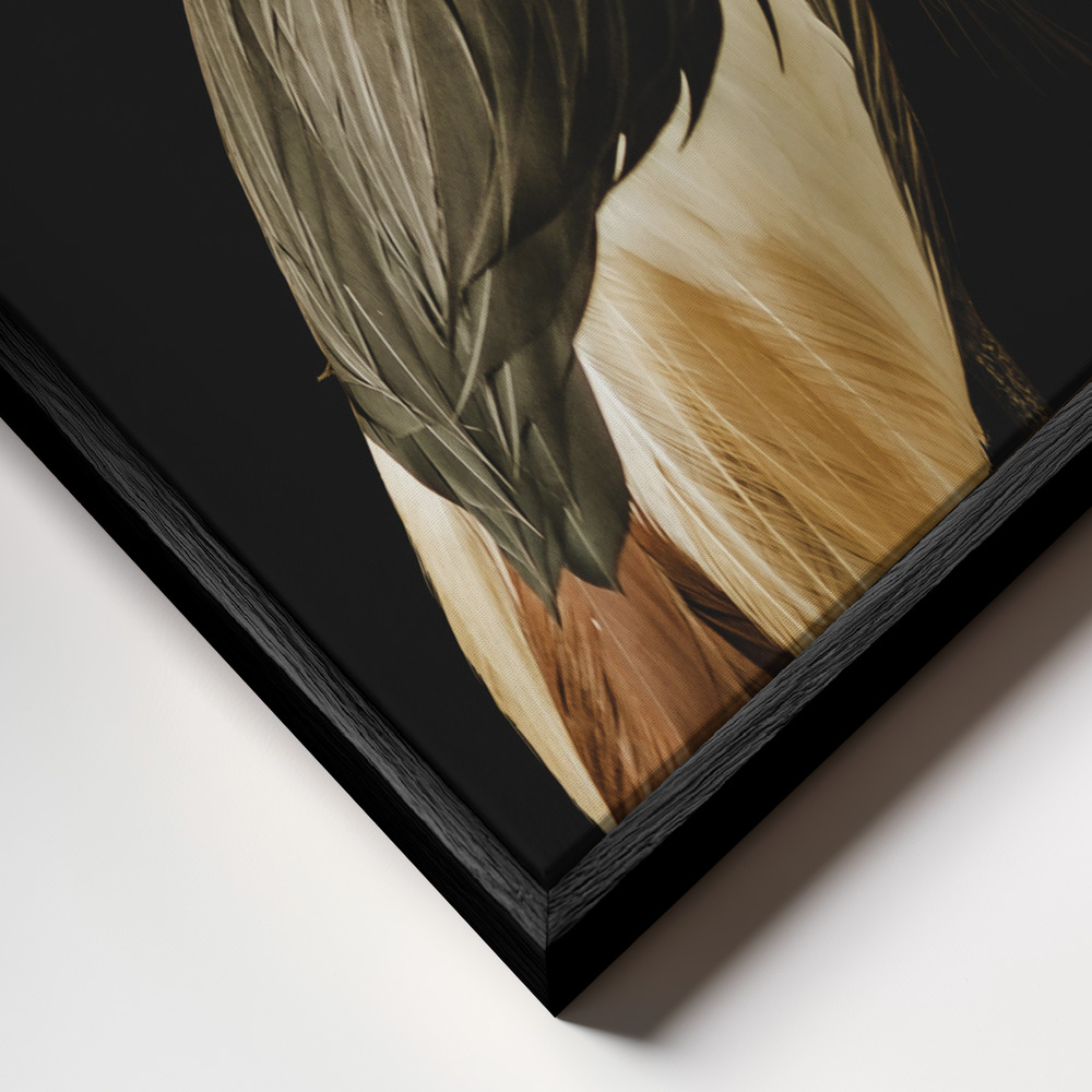 Toile - Grey Crowned Crane cadre en gros plan - cadre noir