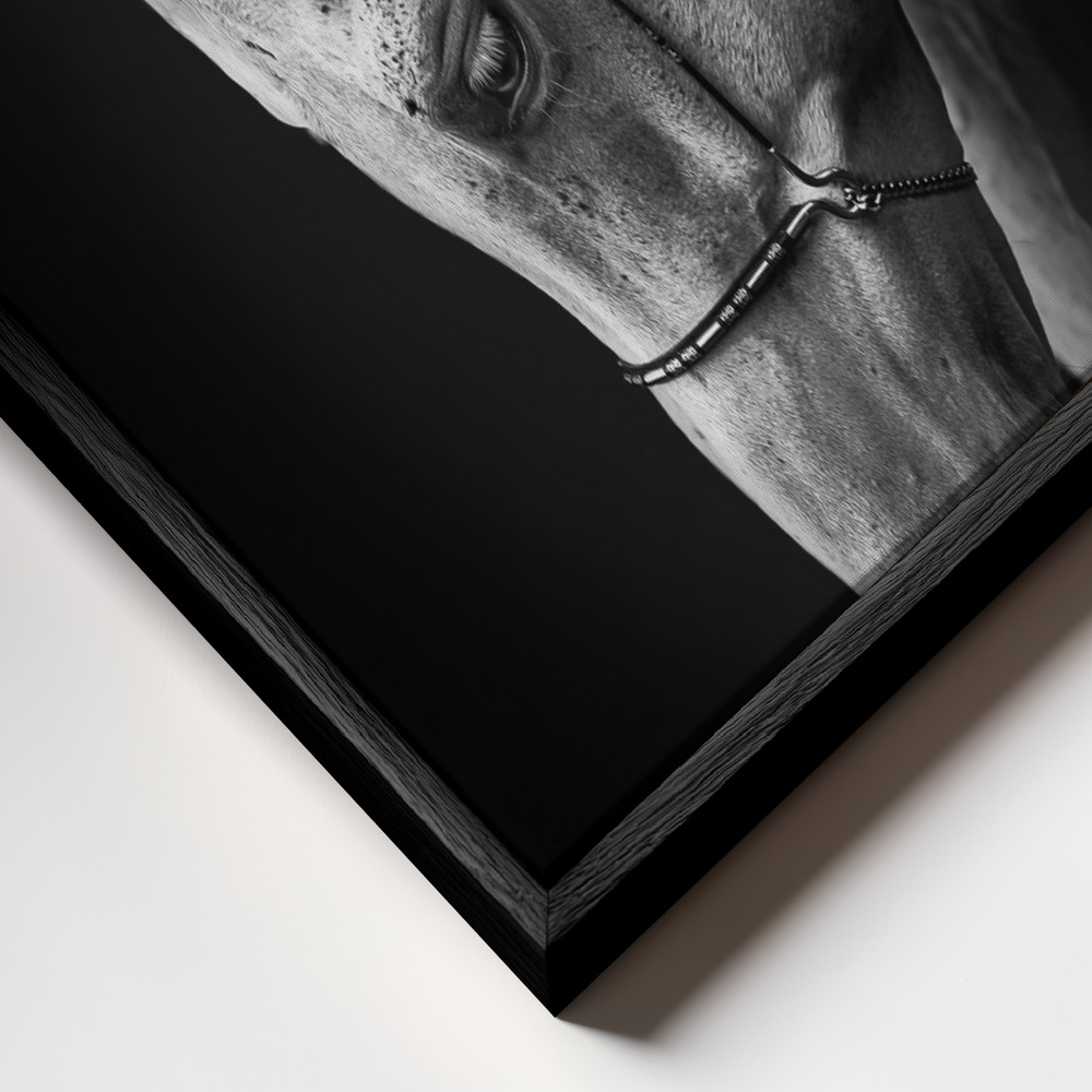 Canvas schilderi - White stallion frame close-up - zwart frame