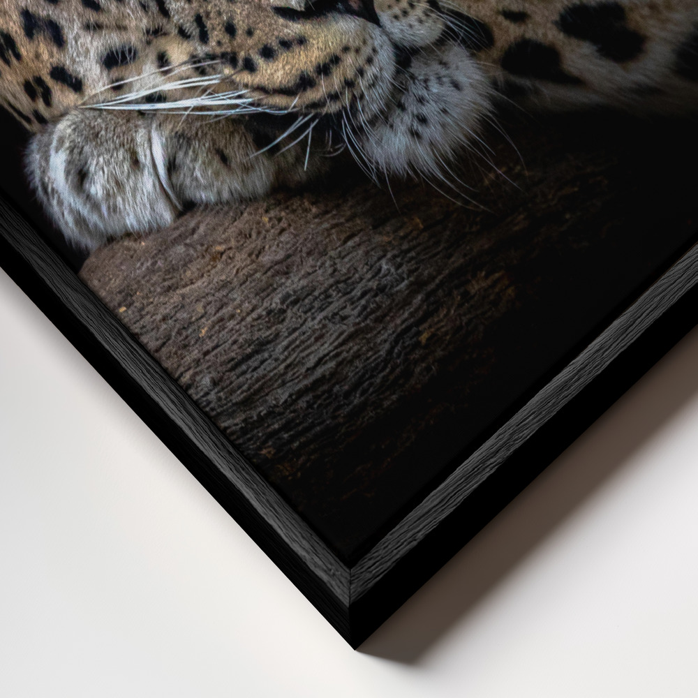 Canvas taulu - Leopard resting kehys lähikuvassa - musta kehys