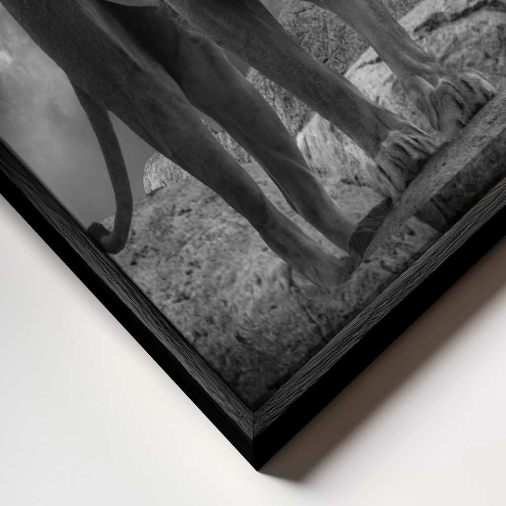 Canvas schilderi - Lion's Roar frame close-up - zwart frame
